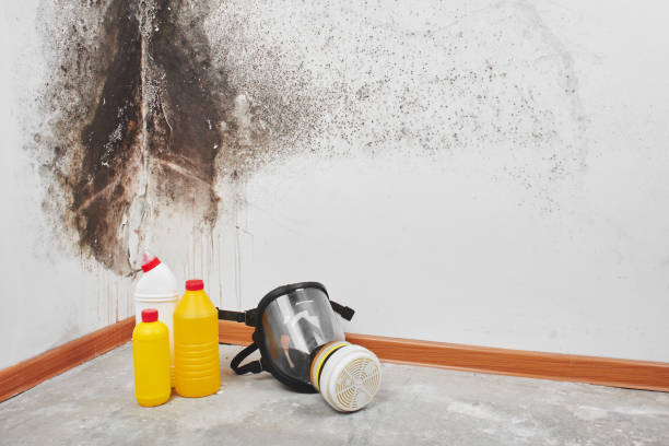 Best Crawl Space Mold Remediation in St Paul, TX