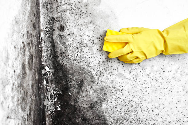 Best Commercial Mold Remediation in St Paul, TX