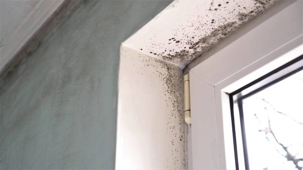 Best Commercial Mold Remediation in St Paul, TX