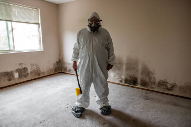 Best DIY Mold Remediation Support Services in St Paul, TX
