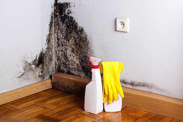 Best Emergency Mold Remediation in St Paul, TX