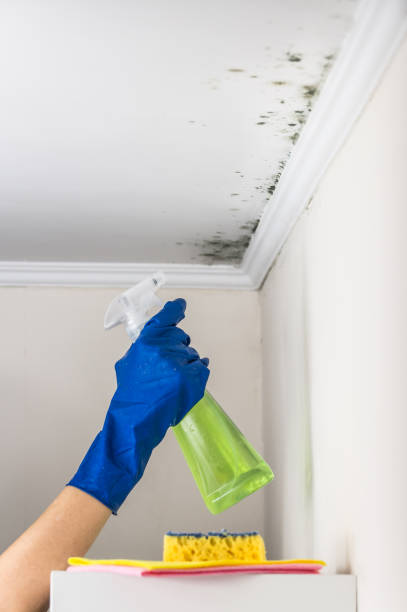 Best Post-Flood Mold Remediation in St Paul, TX